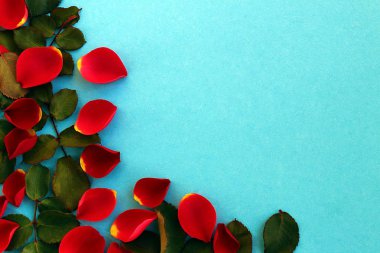 Mavi bir arka plan üzerinde dağınık kırmızı gül yaprakları