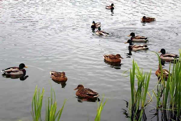 Enten Schwimmen Teich — Stockfoto