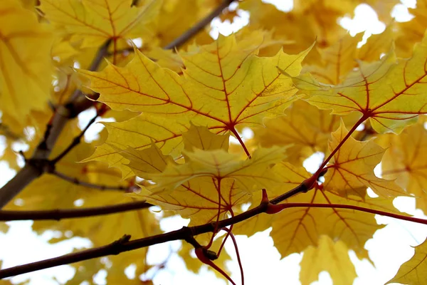 Drei Kleine Ungeöffnete Rosen Liegen Auf Blauem Hintergrund — Stockfoto