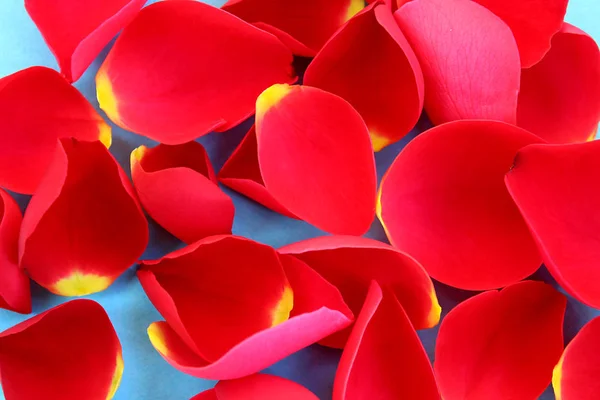 Pétalos Rosa Rojo Esparcidos Sobre Fondo Azul — Foto de Stock