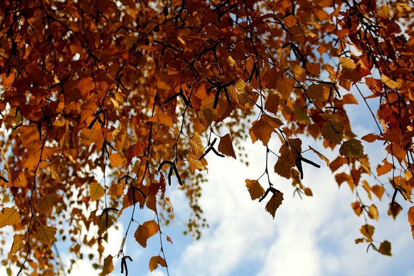 Herbst Birkengelbe Blätter Bei Sonnigem Wetter — Stockfoto