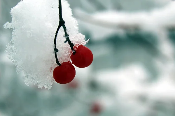 Czerwone Jagody Viburnum Śniegu — Zdjęcie stockowe