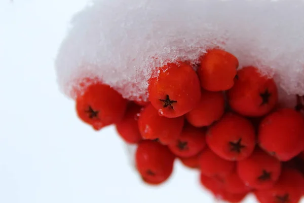 Baga Rowan Vermelha Sob Neve Recém Caída — Fotografia de Stock