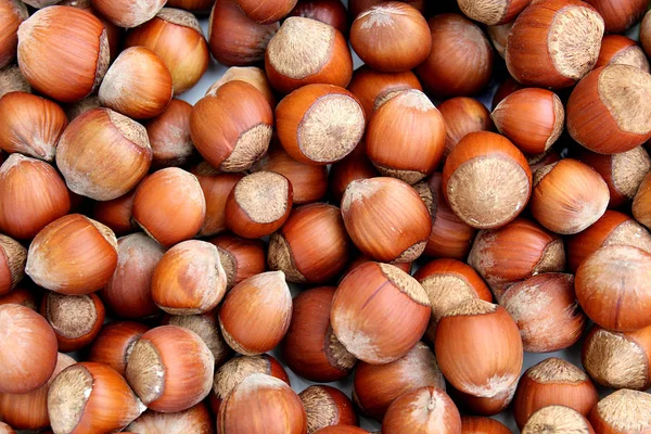 texture hazelnut hazelnuts in the shell fresh crop