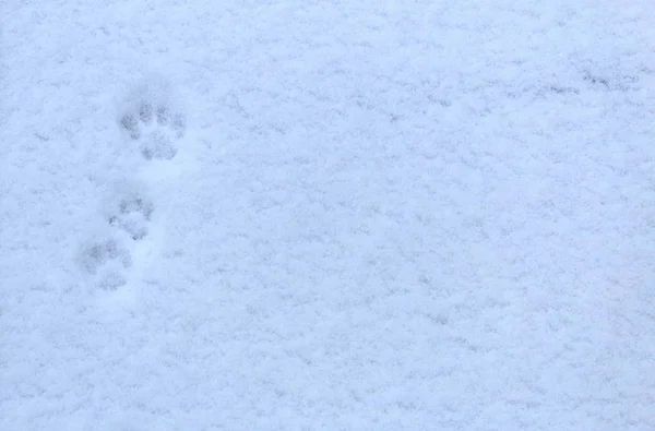 Spuren Von Katzenfüßen Auf Frisch Gefallenem Schnee — Stockfoto