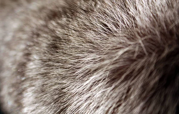 Texture Natural Fluffy Long Wild Animal Fur — Stock Photo, Image