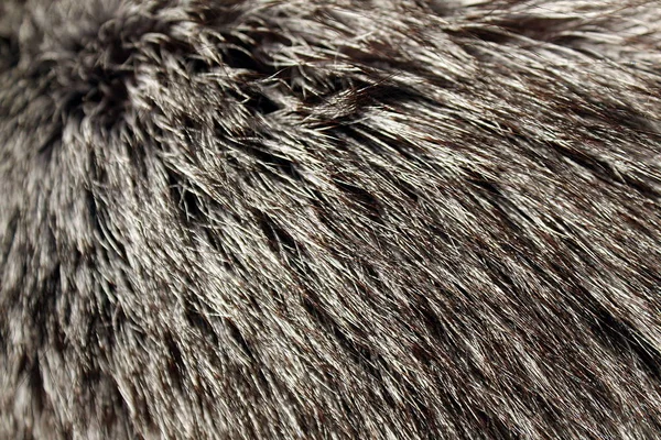 Textura Natural Macio Longo Selvagem Animal Pele — Fotografia de Stock