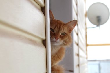 kırmızı kedi oturma pencere dışında ve bir yer arıyorum