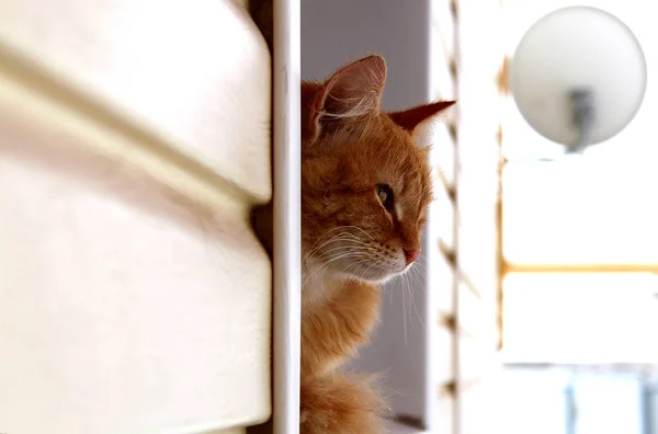 Рыжая Кошка Сидит Окном Куда Смотрит — стоковое фото