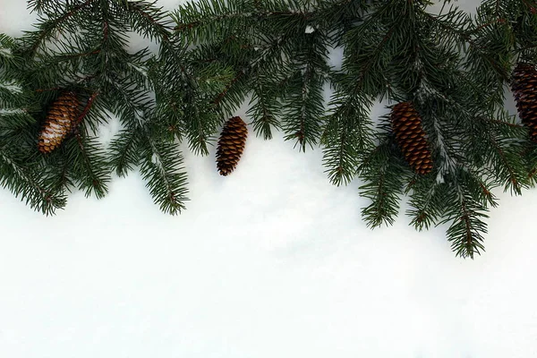 Groene Sparren Takken Met Kegels Liggen Sneeuw — Stockfoto