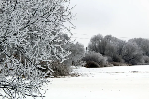 Árbol Invierno Cubierto Gradas Nieve Orilla Del Río — Foto de Stock