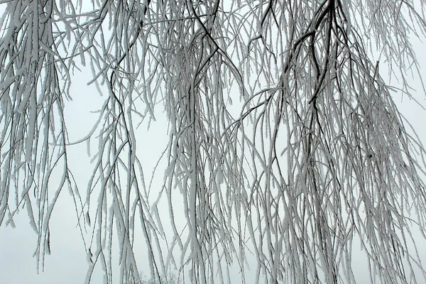 Äste Mit Weißem Flauschigem Schnee Bedeckt — Stockfoto