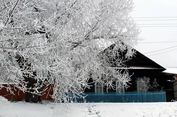 Albero Invernale Avvolto Nella Neve Sta Sfondo Capanna Legno — Foto Stock