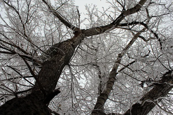 Baum Winter Mit Weißem Flauschigem Schnee Bedeckt — Stockfoto