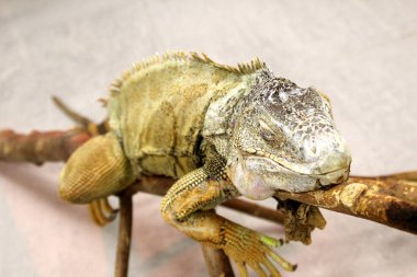İguana kafa üzerinde bir şube kapalı gözlerle