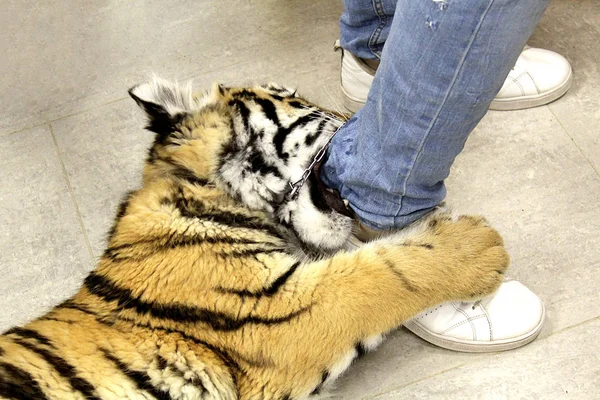 In a contact zoo a tiger cub plays with an employee`s leg
