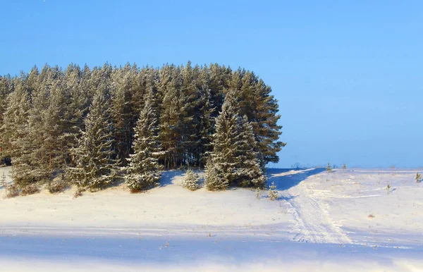 Bosque Campo Coníferas Bajo Nieve Día Soleado — Foto de Stock