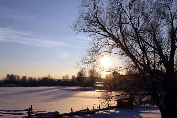 Fältet Träd Vinter Och Solen Landsbygden — Stockfoto