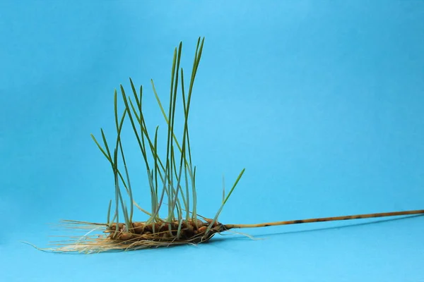 Buğdaylı Buğday Uzun Kökleri Ile Yeşil — Stok fotoğraf