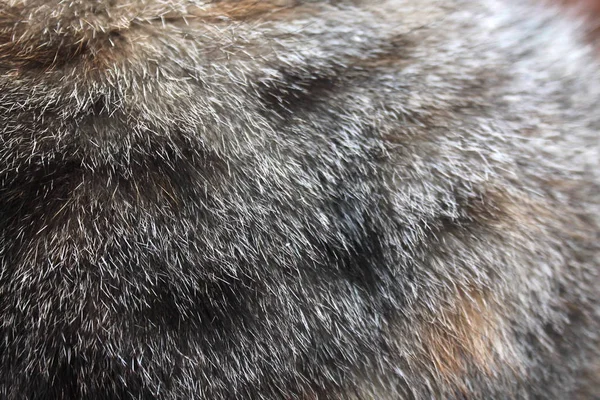 Texture Cat Fur Gray Black Spots — Stock Photo, Image