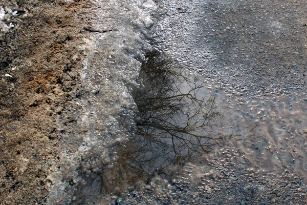 Árvores São Refletidas Poça Primavera — Fotografia de Stock