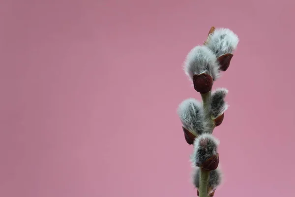猫柳枝开花在春天在粉红色的背景 — 图库照片