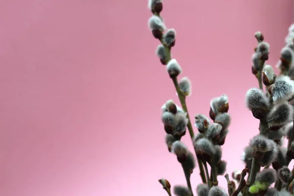 猫柳枝开花在春天在粉红色的背景 — 图库照片