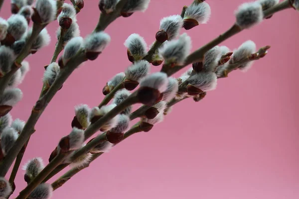 猫柳枝开花在春天在粉红色的背景 — 图库照片