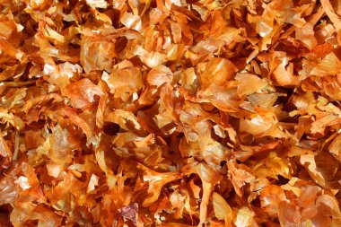 Doku kuru soğan kabuğu altın renk arka plan