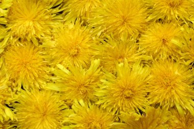 Sarı taze yaz karahindiba tomurcukları Doku