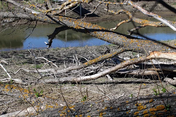 Trockener Toter Baum Liegt Ufer — Stockfoto