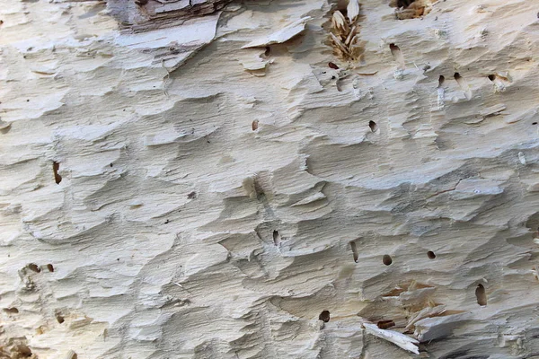 Árbol Textura Comido Por Corteza Tallado Por Pájaro Carpintero — Foto de Stock
