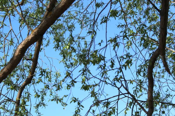 Grüne Äste Eines Baumes Stehen Gegen Den Blauen Himmel — Stockfoto