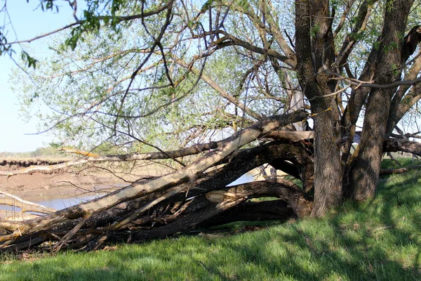 A tree struck by lightning lies on the river bank