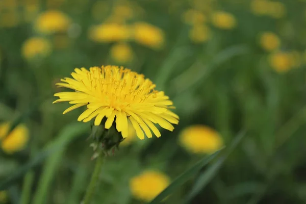 Textur Grön Saftigt Högt Gräs Med Gula Blommor Sommar Sommardag — Stockfoto