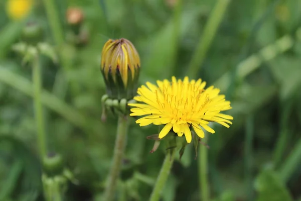 Textur Grün Saftig Hohes Gras Mit Gelben Blüten Einem Sommertag — Stockfoto