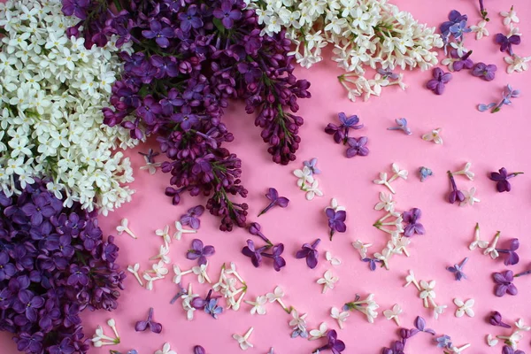 Textur Von Lila Blüten Auf Rosa Hintergrund — Stockfoto