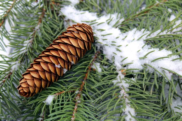 Fondo Con Ramita Navidad Nieve Blanca — Foto de Stock