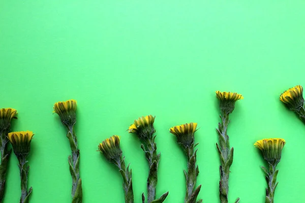 Yeşil bir arka plan üzerinde Tıbbi bitki anne ve üvey anne