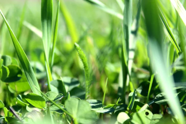 Textur Grönt Saftigt Högt Gräs Sommar Sommardag — Stockfoto