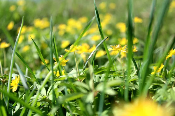 纹理绿色多汁的高草与黄色的花朵在夏天的一天 — 图库照片
