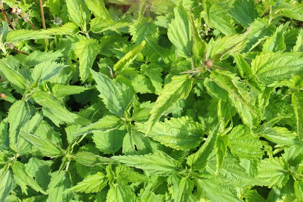 Groene Verse Nettle Textuur Gefotografeerd Van Boven — Stockfoto