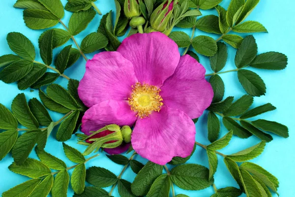 蓝色背景上的纹理叶子和野生玫瑰花蕾 — 图库照片