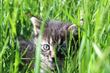 Küçük kedi çim oturan ve şakacı görünümlü