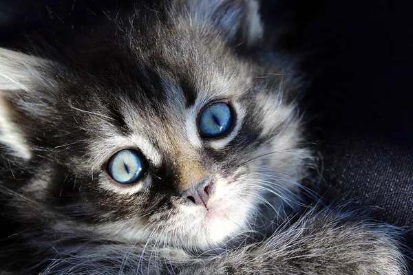 blue-eyed dark kitten looks playfully with his big eyes