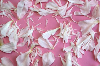 pembe bir arka plan üzerine dağılmış şakayık yaprakları