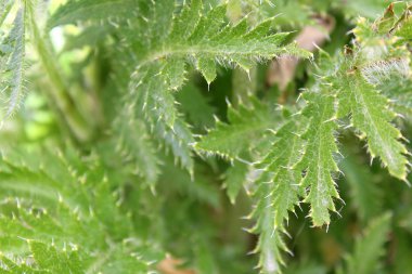 Doku yeşil haşhaş dikenli görünüm açık havada bırakır