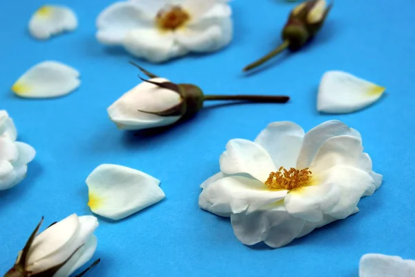 Brotes Flores Rosas Silvestres Blancas Colocadas Una Mesa — Foto de Stock