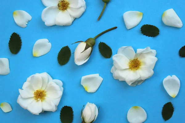 Brotes Flores Rosas Silvestres Blancas Colocadas Una Mesa — Foto de Stock