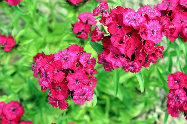 Ярко Розовые Цветы Резеда Расцвели Клумбе — стоковое фото